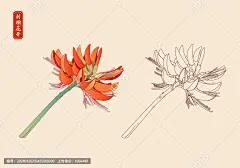 刺桐花
