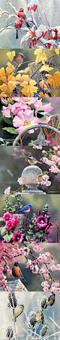 艺术家Susan Bourdet的四季小鸟绘画，写实的水彩画，这位艺术家的功力了得啊，画的真好看，颜色也五彩斑斓，即使是冬天的小鸟也并不显得枯燥。想看更多Susan Bourdet的水彩花鸟可以去他的网站逛逛O网页链接 ​​​​