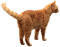 可爱的猫猫小猫咪橘猫