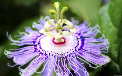 漂亮波斯菊电脑壁纸