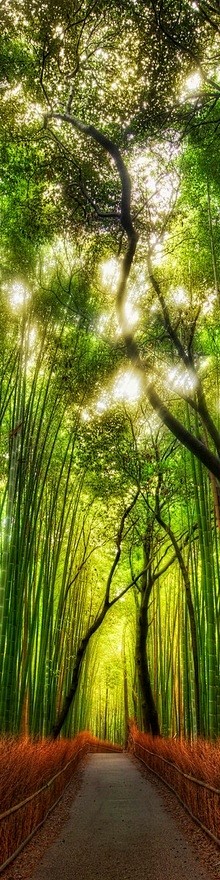 The way of a bamboo