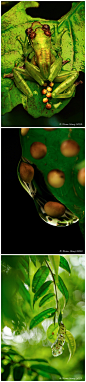 黑眼睑纤树蛙 (Gracixalus gracilipes)产下的卵，可以看到发育中的蝌蚪 @mrtreez