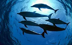 海洋精灵海豚高清桌面壁纸桌面壁纸4