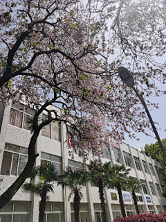晓雨子琦采集到场景---树木