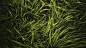 General 1920x1079 grass plants