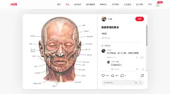 面部表情肌集合