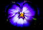 Flower garden on Behance