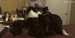 ShawnWang·王虓采集到gif