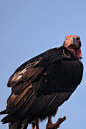 鹰形目·鹰科·黑兀鹫属：黑兀鹫