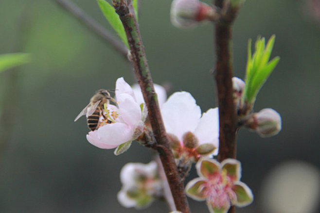 桃花林篇——勤劳的小蜜蜂_木子驰_新浪博...