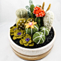 Felted Cactus Garden {OnceAgainSam, Etsy}: