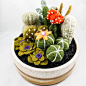 Felted Cactus Garden {OnceAgainSam, Etsy}: 