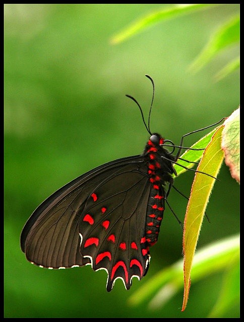 So pretty | Butterfl...