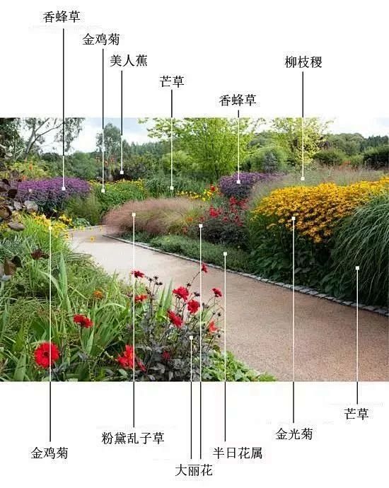 【景观植物】地被植物的分类与种植技巧 :...