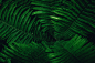 Several large fern leaves seen from above