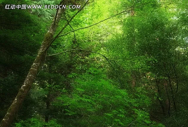 郁郁葱葱的森林深林|实拍素材|视频模板|...