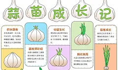 简约手绘插画蒜苗成长记手抄报蒜苗植物生长观察日记