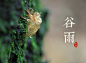 谷雨