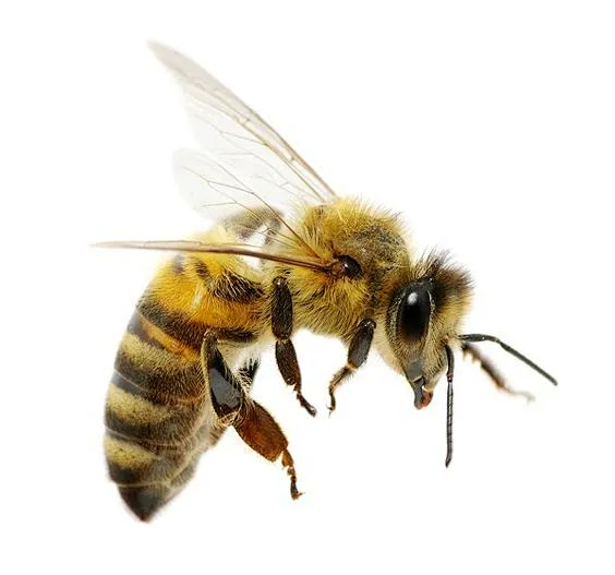 Plant some flowers listed..lets feed the bees!-花瓣网