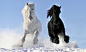 Horses horse white wallpaper | 2560x1550 | 112531 | WallpaperUP