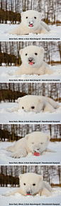 太可爱了，第一次见到雪的小北极熊。 萌爆了 ~~~