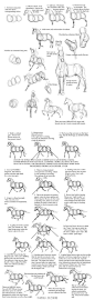 在很多题材的作品中，无论是作为坐骑，还是单纯的点缀，马都是不可取少的元素之一，苦于它的画法吗？美国Laura Jennings有关马与马的动作的绘画教程应该能有所帮助。