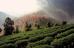 Xiannet采集到无量山上冬樱开 深山茶