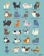 猫