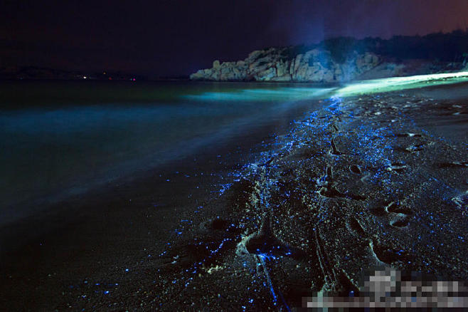 福建海滩夜现“蓝眼泪” 奇幻堪比阿凡达