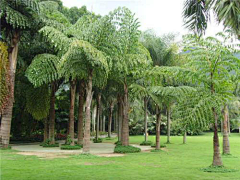 H-种植设计采集到棕榈科植物