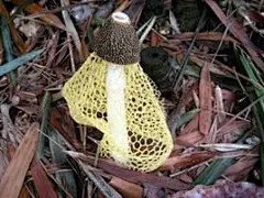 竹荪（Dictyophora indusiata (Vent.ex Pers) Fisch）又名竹笙、竹参，常见并可供食用的有4种：长裙竹荪、短裙竹荪、棘托竹荪和红托竹荪，是寄生在枯竹根部的一种隐花菌类，形状略似网状干白蛇皮，它有深绿色的菌帽，雪白色的圆柱状的菌柄，粉红色的蛋形菌托，在菌柄顶端有一围细致洁白的网状裙从菌盖向下铺开，被人们称为“雪裙仙子”、“山珍之花”、“真菌之花”、“菌中皇后”。竹荪营养丰富，香味浓郁，滋味鲜美，自古就列为“草八珍”之一。