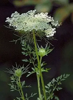 蕾丝花（野胡萝卜花），别名：白雪花、白缎带花、雪珠花，白花丹科， 白花丹属。
蕾丝花有一个非常美丽的名字叫做安妮女王的蕾丝，这名字太美，但又太长。有花若此，谁也不记得它其实是野胡萝卜的一种表现形式了。 花语是惹人怜爱的心。