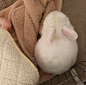 糯米团子Mozzarella
