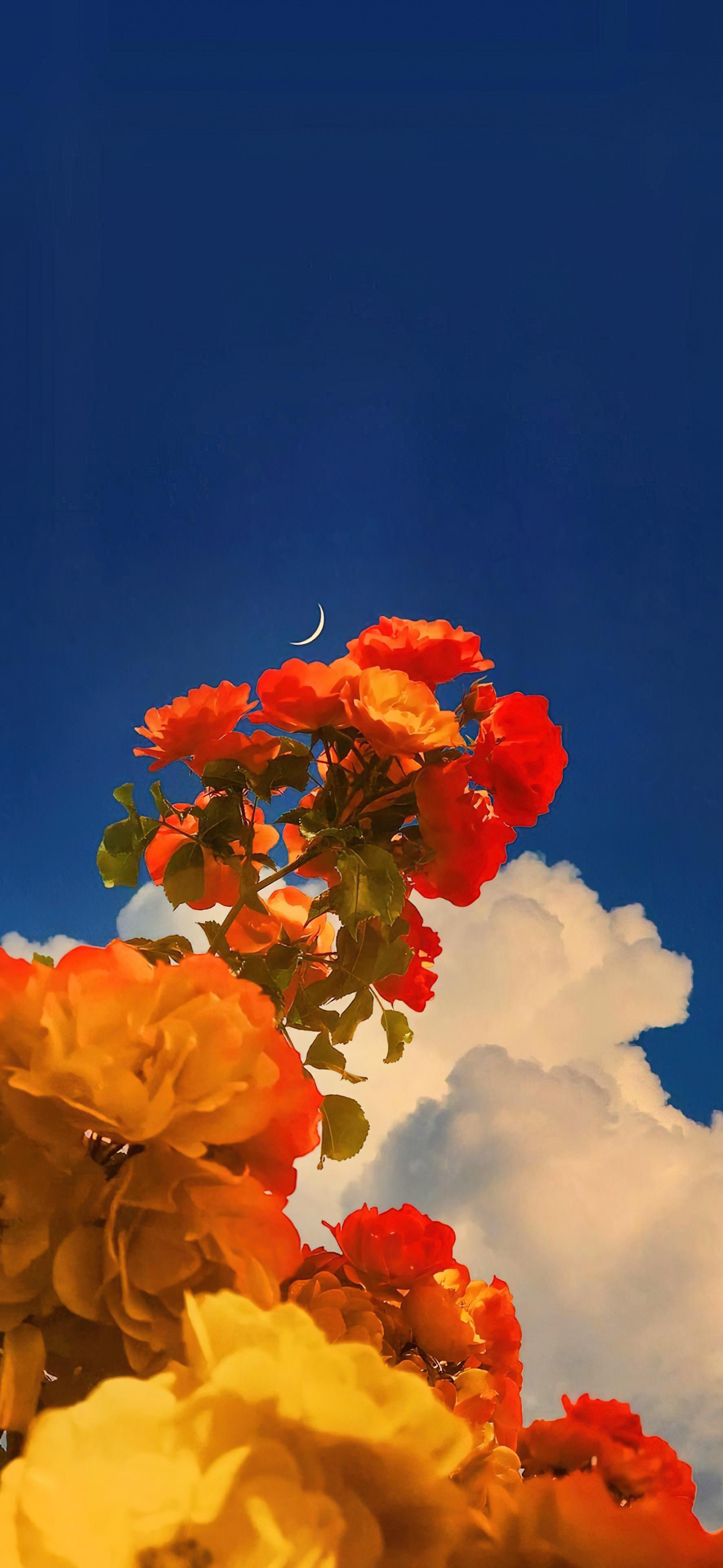 又发现一张还不错的手机壁纸