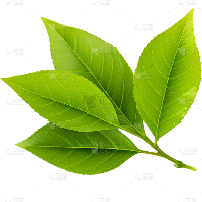 通用绿色植物叶子元素贴纸