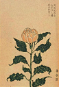 07366508c12de4cef4be236a1e30277bce8924ab1e6d4-ChZQ2N_fw658