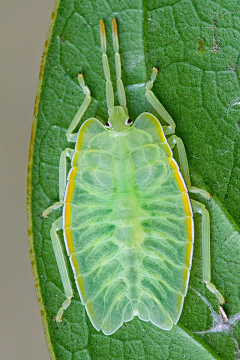 贰丫丫采集到奇幻生物