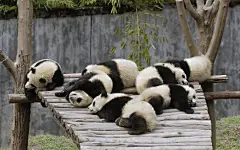 可爱大熊猫图片壁纸大全