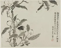 石涛八大合作绘画意外现“三胞”，刘海粟美术馆邀公众解疑 : 原标题：石涛八大合作绘画意外现“三胞”，刘海粟美术馆邀公众解疑 8月3日起，“天潢贵胄——从馆藏石涛