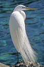 American Egret (Casmerodius egretta): American Egret, Shumway Photography, Water Birds, Animals Birds, Animals Insects Birds Fish, Casmerodius Egretta