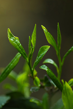 ～木沐采集到2 茶