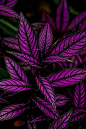 Persian shield_波斯红草