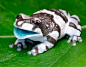 lizardking90:

The Amazon milk frog, a large species of arboreal frog native to the Amazon Rainforest in South America.
-ifuckinglovescience

That blue mouth with those colors. PERFECT! He seems happy.