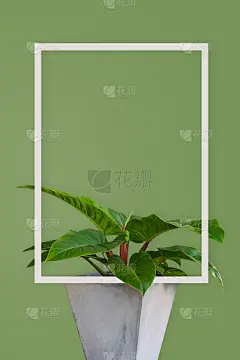 热带冬凌草叶，绿色背景，白色框架，最小的图片