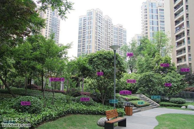 天籁小区绿化配置完成照片 - 园林实景图...