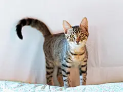 点击来源直接获取大图文件 |白色房间里的小猫