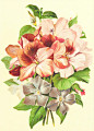 pink and white flower painting