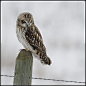 全部尺寸 | Short-eared Owl | Flickr - 相片分享！