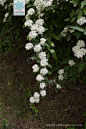 珍珠绣线菊 Spiraea thunbergii Sieb. ex Blume. 中国植物图像库