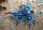 Blue Dragon Mollusk